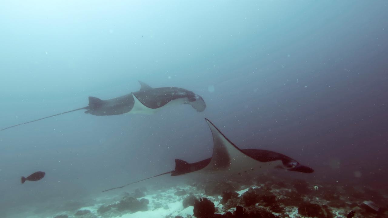 Absolute Scuba Bali Dive Resort Padangbai  Exterior foto